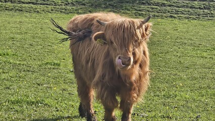 Highland cows in Germany