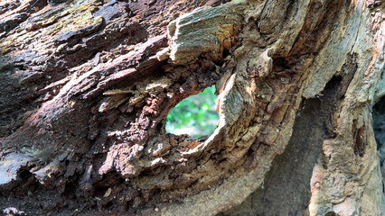 the roots of an old tree are shown, a strong plant that is many years old, a wooden background ,a tree before processing,old cracks on the bark of a strong tree