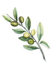 Olive branch with fruits. Watercolor illustration of an olive tree. Isolated illustration on white background. Green branch