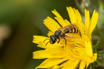 Gelbbinden-Furchenbiene (Halictus scabiosae), auf der Blüte des Gewöhnlichen Bitterkraut (Picris hieracioides)