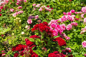 Fototapeta premium A Bloom of Roses: Red and Pink