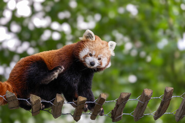 Fototapeta premium red panda in tree