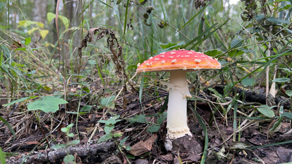 the mushroom grows in a green forest in the fresh air,poisonous mushrooms are dangerous to humans,a delicious food supplement,nature helps animals,mushroom season,fresh mushrooms grew after the rain