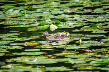 Ente schwimmt zwischen Wasserlilienblättern