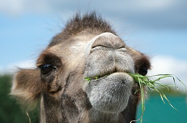  The head of a two-humped camel is chewing grass in close-up