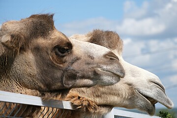  The head of a two-humped camel is chewing grass in close-up