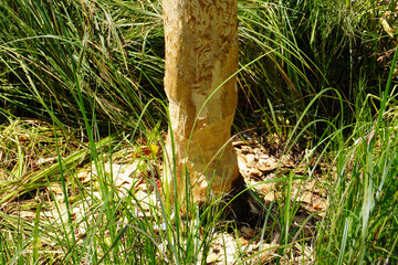Baumstamm der vom Biber angeknabbert ist