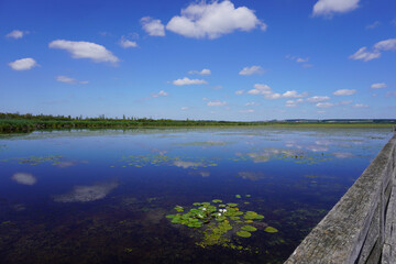 Blick auf den Federsee in Bad Buchau im Sommer