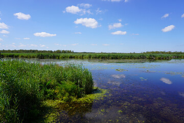 Blick vom Federseesteg auf den Federsee in Bad Buchau in Baden Württemberg im Sommer