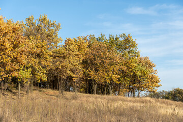 Fototapeta premium Autumn landscape with yellow oak leaves and grass. View of autumn hill with golden trees and meadow with brown plants. Sunny valley in gold autumn color with clear blue sky. Fall scene of calm nature.