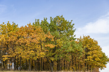 Autumn landscape with yellow oak leaves and grass. View of autumn hill with golden trees and meadow with brown plants. Sunny valley in gold autumn color with clear blue sky. Fall scene of calm nature.