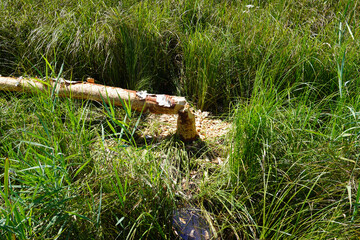 Biberspuren an einem umgeknickten Baumstamm im Naturerlebnis Federsee in Bad Buchau 