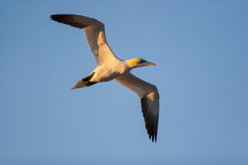 The northern gannet (Morus bassanus) in flight. It is a seabird, the largest species of the gannet family, Sulidae.