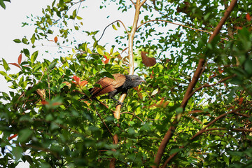 Crested cuckoo bird on a tree in the jungle.