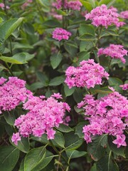 pink flowers in the garden