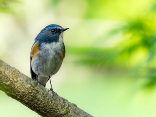 森の中の木陰で枝に留まって周りを見渡しているルリビタキの雄