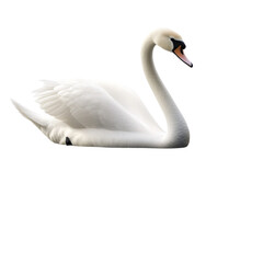 Swan image, background cut out, ready to use
