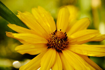 Słoneczniczek, skwarota, heliopsis, Heliopsis © Marcin Łazarczyk