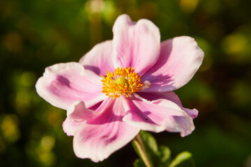 Zawilec japoński, Anemone scabiosa H.Lév. & Vaniot © Marcin Łazarczyk