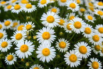 Obraz premium Chamomile Flowers