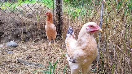 My young rooster and hen in the pen of our chicken coop, next to our house