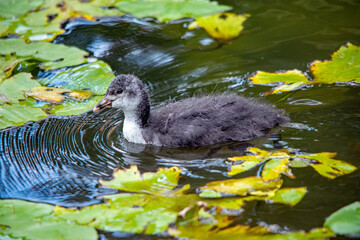 Blässhuhn-Jungtier im Teich