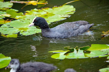 Eine Schwarze Ente schwimmt im Wasser eines Sees zwischen Seerosenblättern