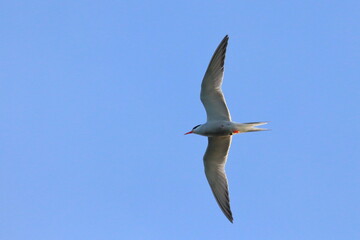 sterna hirundo