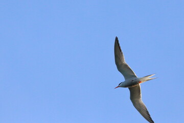 sterna hirundo