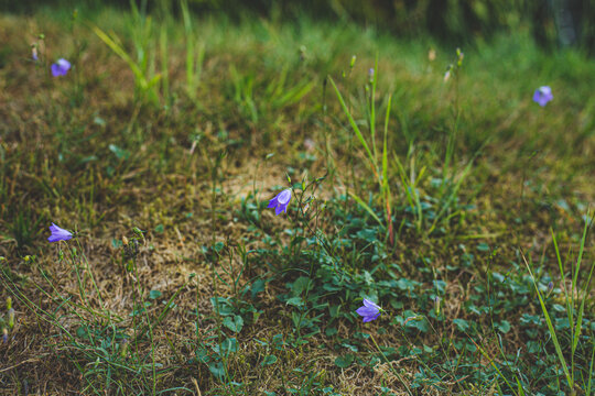 Bluebells growing on the ground