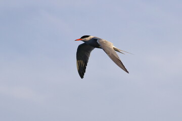 sterna hirundo