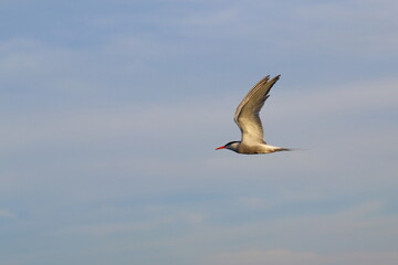 sterna hirundo