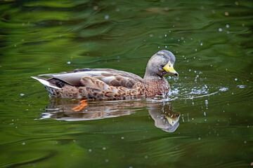 Stockente spritzt im grünen Wasser