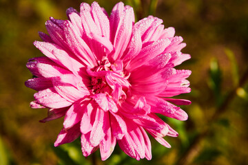 Aster, Aster L. © Marcin Łazarczyk