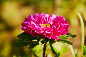 Aster, Aster L. © Marcin Łazarczyk