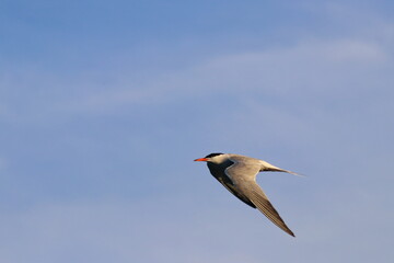 tern