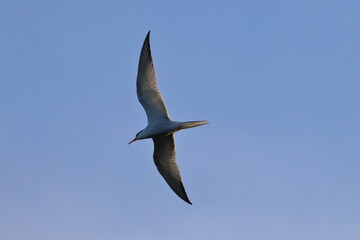 tern