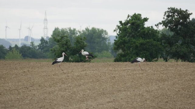 Storch auf Feld suchte nach Futtern