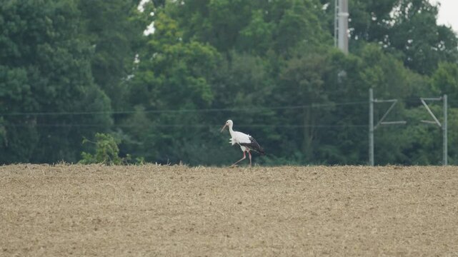 Storch auf Feld suchte nach Futtern