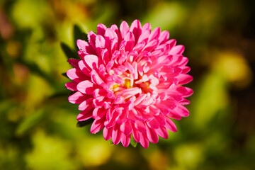 Aster, Aster L. © Marcin Łazarczyk