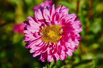 Aster, Aster L. © Marcin Łazarczyk