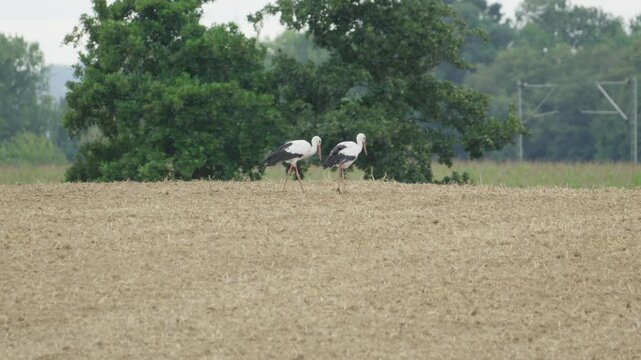 Storch auf Feld suchte nach Futtern