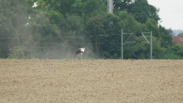 Storch auf Feld suchte nach Futtern