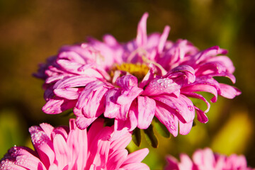 Aster, Aster L. © Marcin Łazarczyk