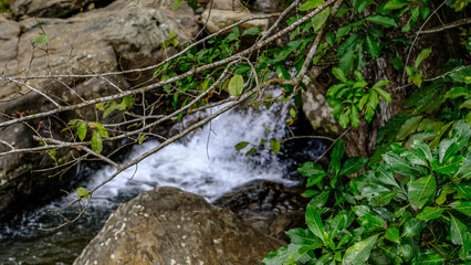 stream in the forest