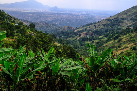 banana farm and city view in morogoro city