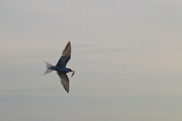 sterna hirundo