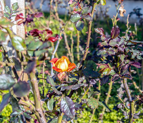 orange rose flowers in the park