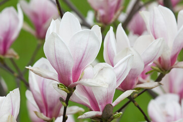 flowers of a white and pink magnolia close-up on a branch against a background of grass. Sulanja magnolia in bloom