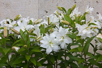 white lily in the garden close-up